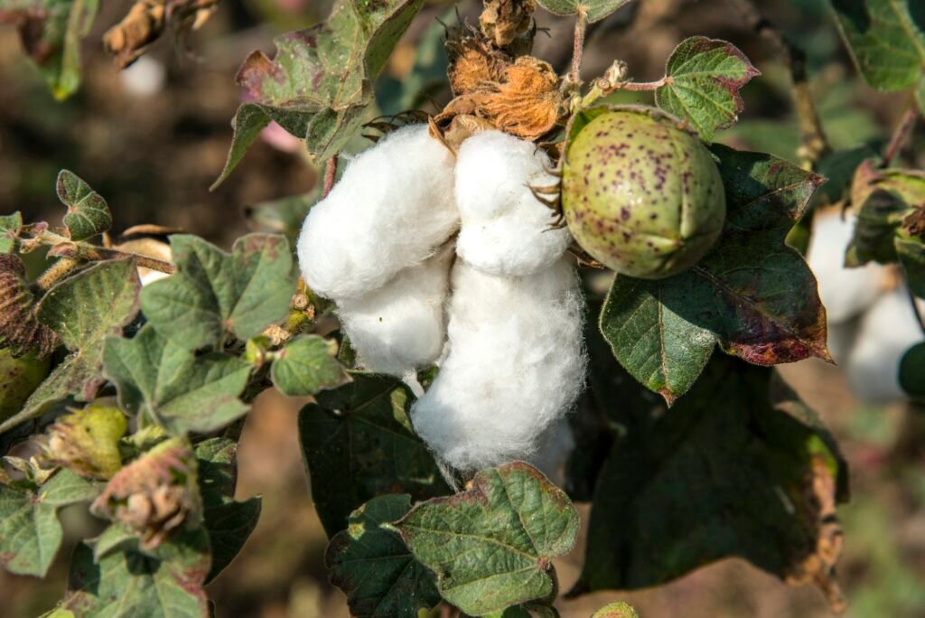 Cotton field white with ripe cotton ready for harvesting, India